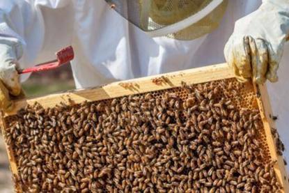 جريمة بيئية غير مسبوقة تطال 300 قفير للنّحل في الشوف ونتائج التحقيقات يوم الإثنين 